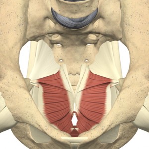 pavimento pelvico 2